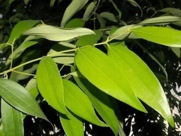 রান্নার বাইরে তেজপাতার ৫ অবিশ্বাস্য ব্যবহার!